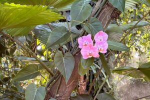 Pink flower on green jungle background